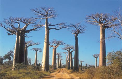 Beautiful photo of baobab trees in 
Madagascar